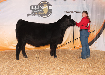 Owned Early Junior Champion Heifer