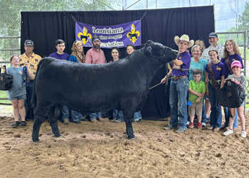 Grand Champion Owned Bull