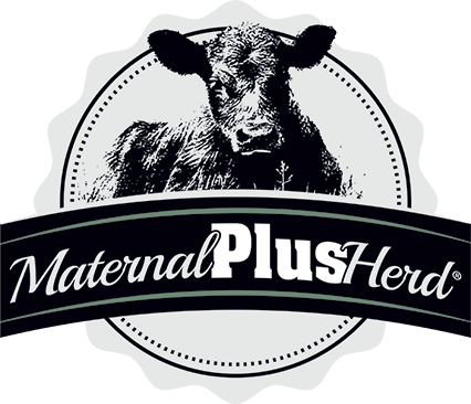 MaternalPlus logo